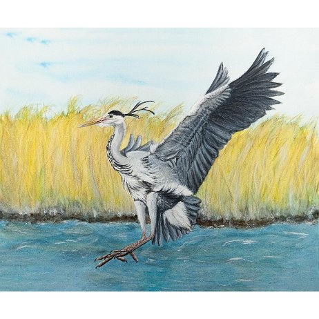 Blauwe reiger (Ardea cinerea) Grey Heron 20240430 - Blauwe reiger (Ardea cinerea) Grey Heron - DSC04229 jAlbum 72dpi 50 perc null