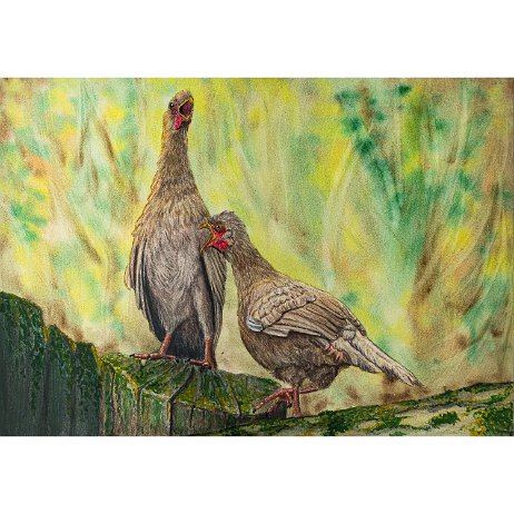 Chacochachalaca (Ortalis canicollis) - 20240716 - Chacochachalaca (Ortalis canicollis) - DSC01249 null