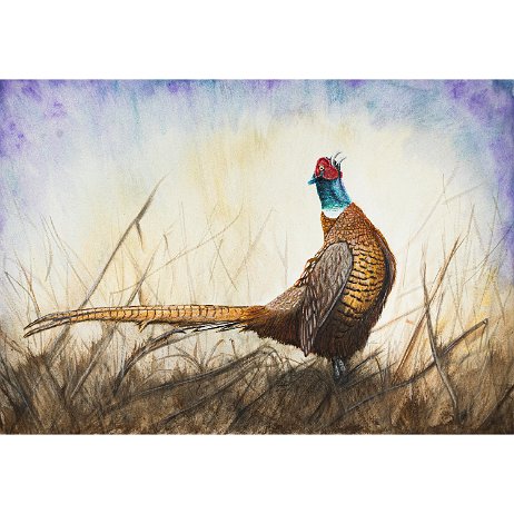 Fazant (Phasianus colchicus) ♂ null