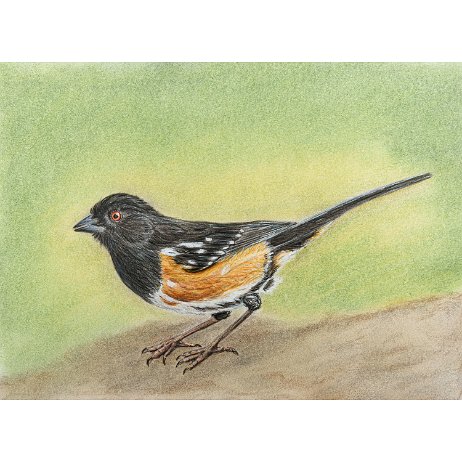 Gevlekte Towie (Pipilo maculatus) Spotted Towhee - 20240527 - Gevlekte Towie (Pipilo maculatus) Spotted Towhee - DSC07719-2 null