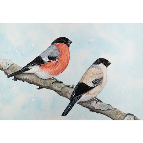 Goudvink (Pyrrhula pyrrhula) Eurasian bullfinch null