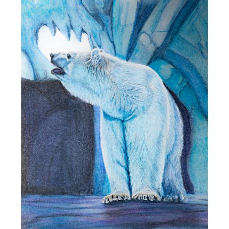Ijsbeer (Ursus maritimus) Polar Bear null