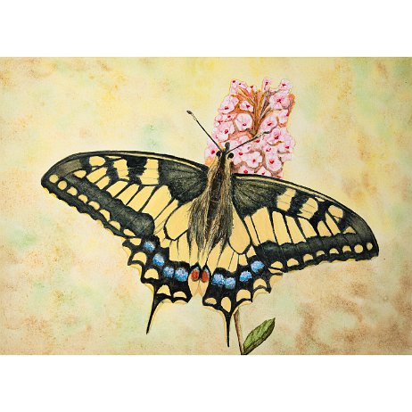 Koninginnepage (Papilio machaon) null