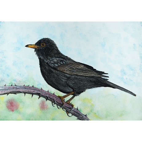Merel (Turdus merula) ♂ 1e jaars Common Blackbird jAlbum Art null