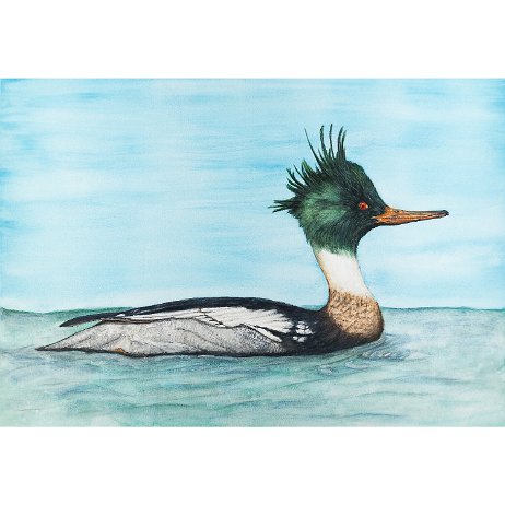 Middelste Zaagbek (Mergus serrator) ♂ jAlbum Art null