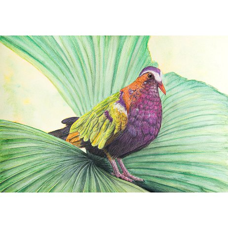 Pacifische smaragdduif (Chalcophaps longirostris) null