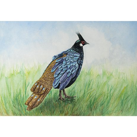 Palawanspiegelpauw (Polyplectron napoleonis) null