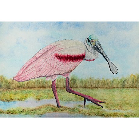 Roze lepelaar (Platalea ajaja) null