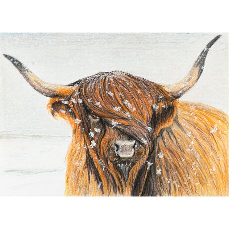 20250125 - Schotse hooglander of Highland Cow - DSC02930 null