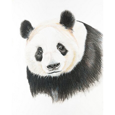 20250129 - Reuzenpanda (Ailuropoda melanoleuca) - DSC05133 null