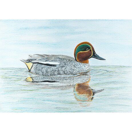 20250215 - Wintertaling (Anas crecca) ♂ - DSC05360 null