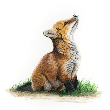 20250323 - Vos (Vulpes vulpes) - DSC02304-2 null