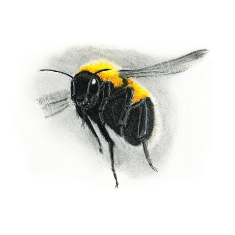 20250329 - Hommel - DSC02298-Enhanced-NR-3 null