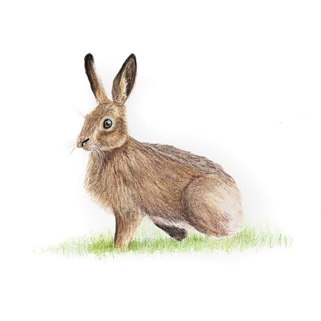 20250512 - Haas (Lepus europaeus) Hare - DSC04343 null