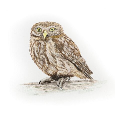 20250524 - Steenuil (Athene noctua) Little owl - DSC04342-2 null