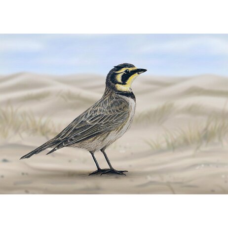 20250803 - Strandleeuwerik (Eremophila alpestris) - DSC00599+BG-Edit-2 null