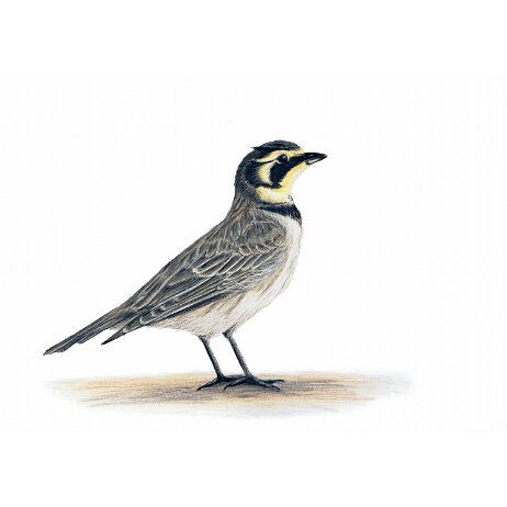 20250803 - Strandleeuwerik (Eremophila alpestris) - DSC00599 null