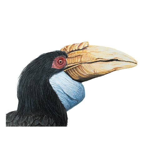 20250817 - Gewone jaarvogel (Rhyticeros undulatus) ♀ - DSC00607-2 null