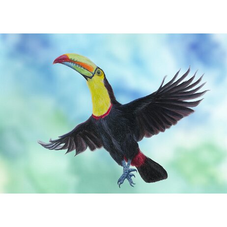 20251206 - Zwavelborsttoekan (Ramphastos sulfuratus) - DSC02773-Edit BG minder saturation-2 null