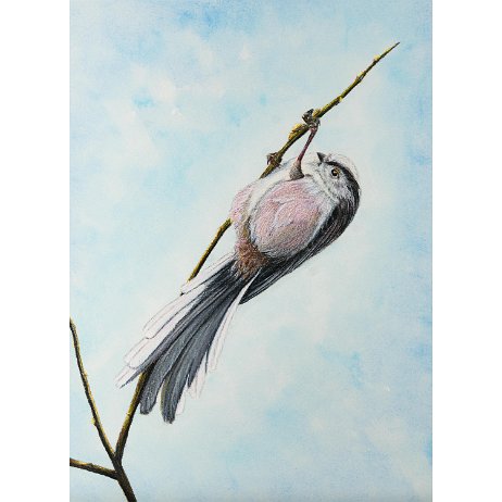 Staartmees (Aegithalos caudatus) null