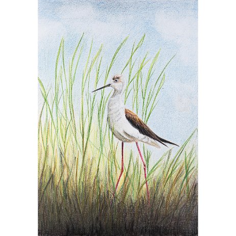 Steltkluut (Himantopus himantopus) null