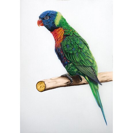 20260201 - Lori van de Blauwe Bergen (Trichoglossus moluccanus) Rainbow Lorikeet - DSC02086 null