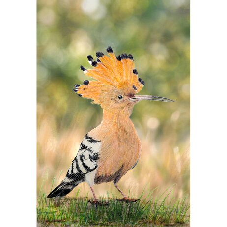 20260301 - Hop (Upupa epops) - DSC02211-BG v2 copy-3 null