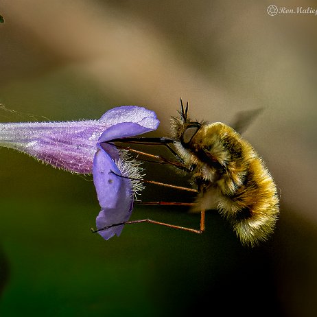 2022-06-24 - Gewone wolzwever (Bombylius major) - 20220507 De Elzen Dordrecht DSC03649-ARW_DxO_DeepPRIME-2-Edit - Instagram null