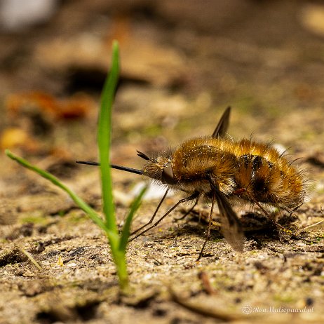 2022-06-24 - Gewone wolzwever (Bombylius major) - Kijfhoek DSC01763 - Instagram null