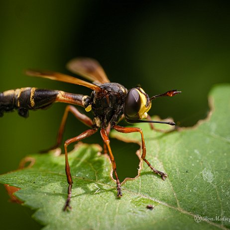 2022-07-13 - Gewoon knuppeltje (Physocephala rufipes) - Waisted Beegrabber - Achtertuin- DSC04681-Edit - Instagram null