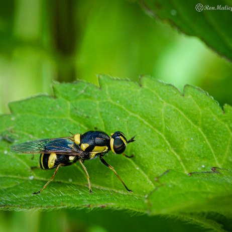 2022-07-20 - Bont verfdrupje (Oxycera rara) - Gorzen Ridderkerk-DSC04792-Enhanced-Edit - Instagram2 null