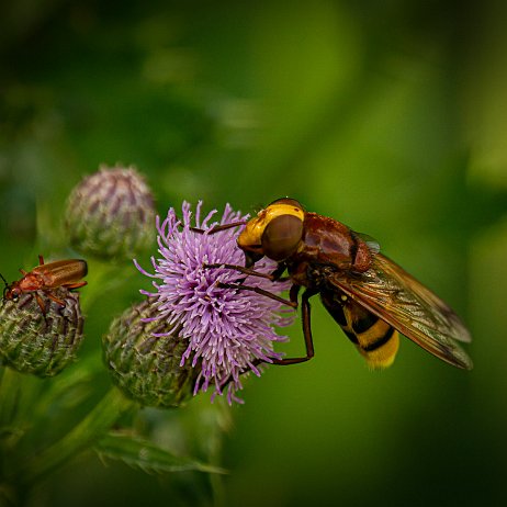 2023-07-07 - Stadsreus (Volucella zonaria) - DSC06786-Edit - Instagram null