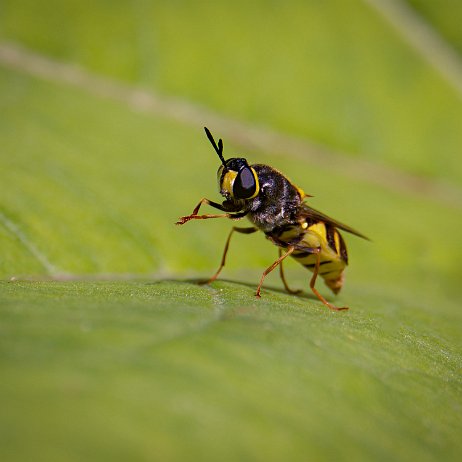 Bronlangsprietwapenvlieg (Stratiomys potamida) DxO_DeepPRIMEXD_DSC07046-ARW_DxO_DeepPRIMEXD-Edit Instagram Art null