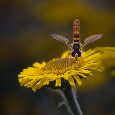 DSC01344 Langlijf-soort (Sphaerophoria sp) null