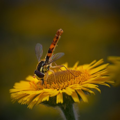 DSC01345 Langlijf-soort (Sphaerophoria sp) null
