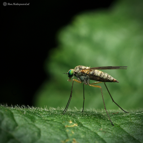 DSC02435- insta - Slankpootvlieg (Sciapus spec. ) - Watermark null