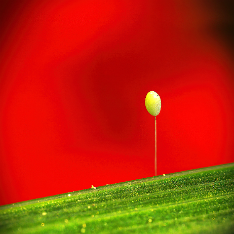 DSC02966-low_res-scale-4_00x-gigapixel-cropped- insta - Gaasvliegen (Chrysopidae), of bruinoogjes of goudoogjes - ei - Watermark null