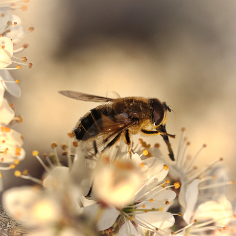 DSC09071- insta - Kegelbijvlieg (Eristalis pertinax) - Watermark_1 null