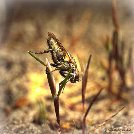 DSC09719- insta - Bloemvliegsoort - Watermark null