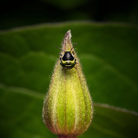 Kever wants DSC08093_1 -Groene schildwants (Palomena prasina), ook wel Groene Stinkwants, Stinkwants of Groene Wants nimf null