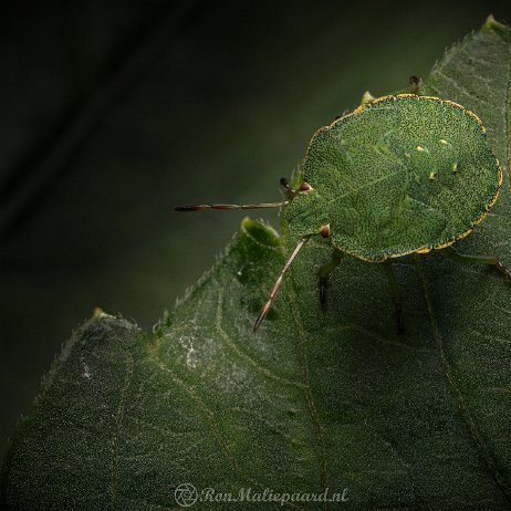 Kever wants DSC09783 -Groene schildwants (Palomena prasina), ook wel Groene Stinkwants, Stinkwants of Groene Wants nimf null
