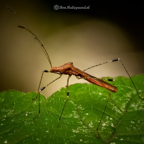 2022-09-13 - Heksenkruidsteltwants (Metatropis rufescens) - untitled - DSC00152-ARW_DxO_DeepPRIME-Edit - Instagram null