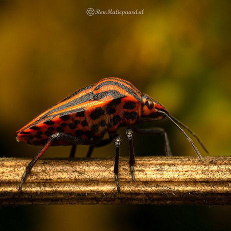 2022-09-19 - Pyjamaschildwants (Graphosoma italicu --DSC05516-ARW_DxO_DeepPRIME-Edit - Instagram null