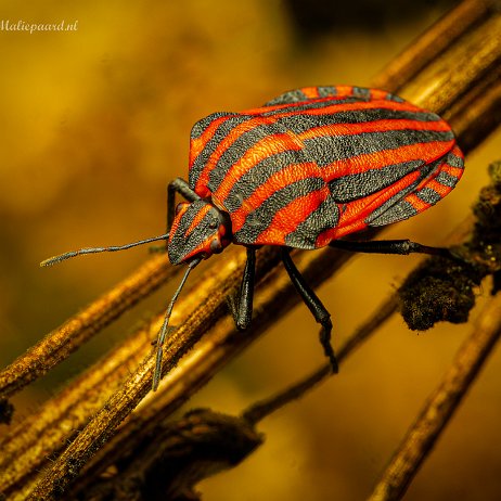 2022-09-19 - Pyjamaschildwants (Graphosoma italicu --DSC05525-ARW_DxO_DeepPRIME-Edit-Edit - Instagram null