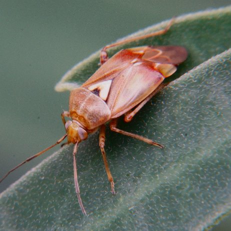 DSC00884-c Weidewatnts - kopie null