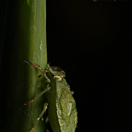 DSC02261 - Groene schildwantse (Palomena prasina) in de regen null