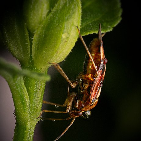 DSC03352 - Weideschaduwwants (Lygus pratensis) - kopie null