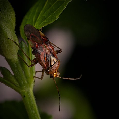 DSC03354 - Weideschaduwwants (Lygus pratensis) - kopie null