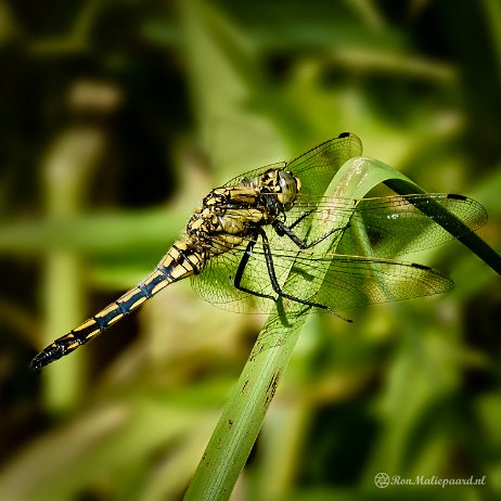 2022-06-12 - Gewone oeverlibel (Orthetrum cancellatum) ♀ - untitled DSC04646-Edit - Instagram null