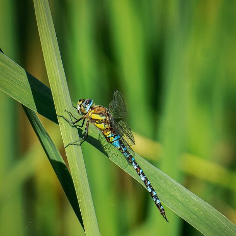 2022-08-28 - Paardenbijter (Aeshna mixta) --DSC06211-ARW_DxO_DeepPRIME-Enhanced-Edit - Instagram2 null
